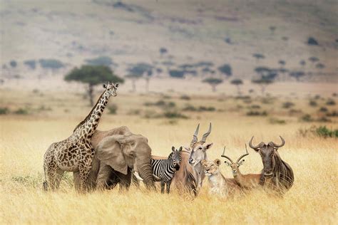 African Safari Animals In Dreamy Kenya Scene Photograph By Good Focused