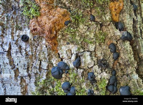 Sudden Oak Death Sod Disease Phytophthora Ramorum Stock Photo Alamy