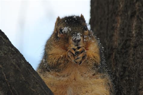 Squirrels In The Snow At The University Of Michigan Novem Flickr