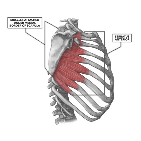 Muscles that move the rib cage attach to the rib cage. Rib Anatomy Posterior