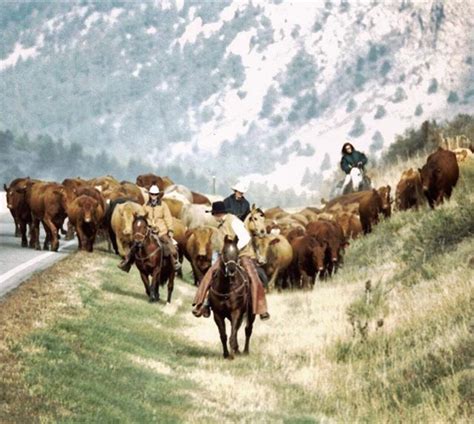 Cattle Drive In Colorado A Few Cows And A Whole Lot Of Cowboy Are You