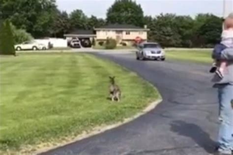 The first ever, petting zoo, houses exotic human friendly birds, in walk in aviaries, in the resort. Watch: Wallaby escapes traveling petting zoo in Indiana ...