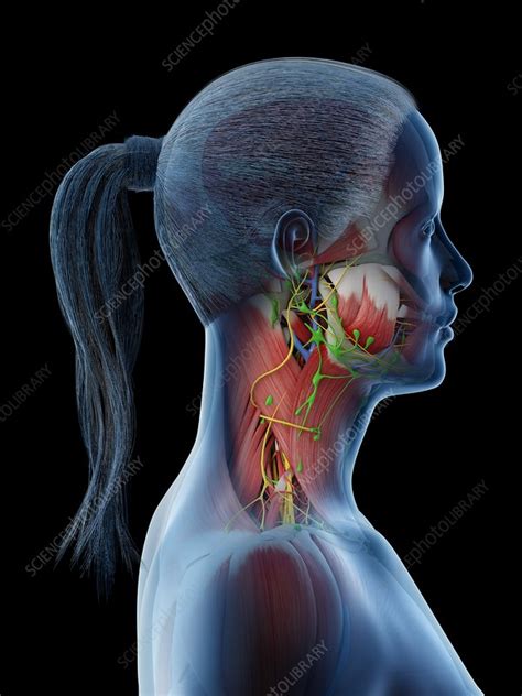 Female Neck Anatomy Illustration Stock Image F Science