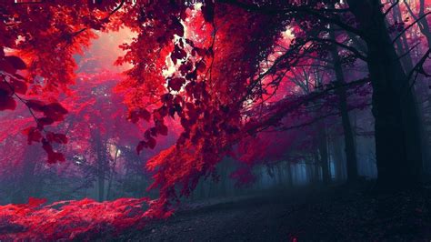Wallpaper 1366x768 Px Fall Forest Leaves Nature 1366x768