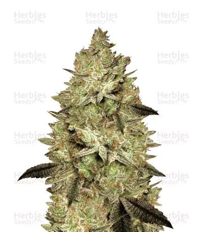 Buy Jacky White Feminized Seeds By Paradise Seeds Herbies