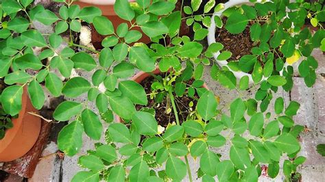 Moringa is considered as magic tree and not sure how many of us know the fact that understanding the benefits of moringa fedal castro took it to cuba for moringa has a high degree of variability in the quality. Moringa Update - Transplanting seedlings & Pruning tips ...