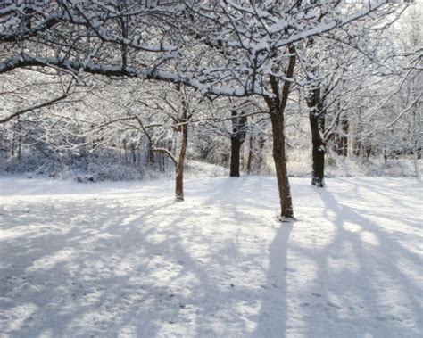 Walking After The First Snow Snow Scenes Snowfall Nature Inspiration