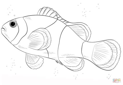 Free printable coloring pages and book for kids. Clown Fish coloring page | Free Printable Coloring Pages