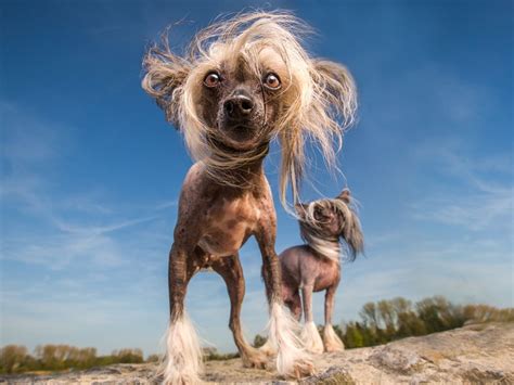 Alien Dogs Smithsonian Photo Contest Smithsonian Magazine