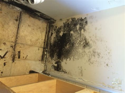 Dealing with black mold on a concrete brick wall is different than mould growing inside or behind drywall. How Do I Know If I Have Mold in My Home? | New Life ...