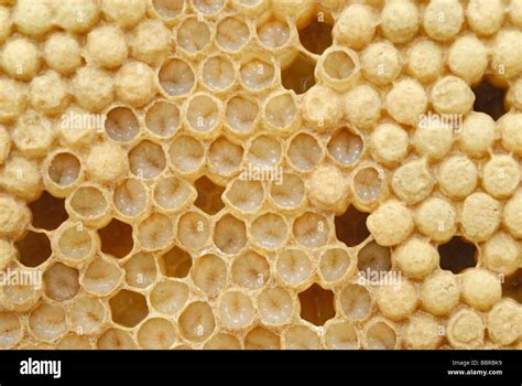 Honey Bee Apis Mellifera Drone Larvae In Brood Cells Shortly Before