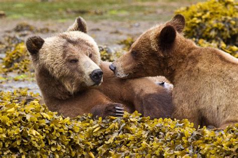 Grizzly Bear Viewing On Vancouver Island Canada Wildlife Trails