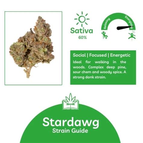 Stardawg Strain Info And Purple Stardawg Star Dawg Seeds Uk