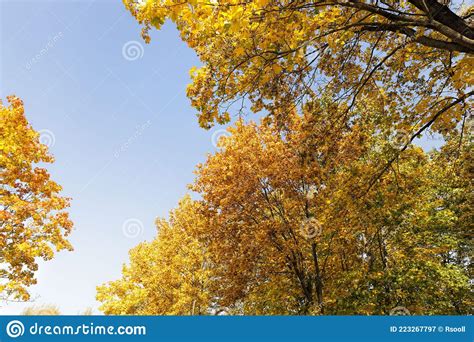 Maple Trees During Autumn Stock Image Image Of Tranquility 223267797