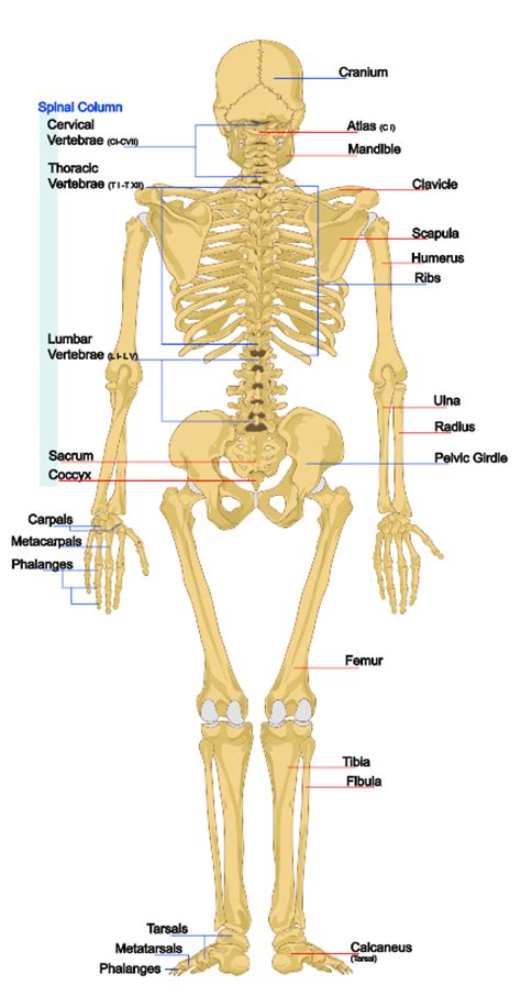 Leg Bones Diagram Blank Printable Human Skeleton Diagram Labeled