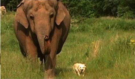 The Best Of Friends Unusual Animal Friendships Unlikely Animal