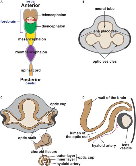 Frontiers The Ocular Neural Crest Specification Migration And Then