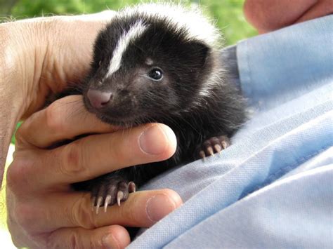 7 Week Old Baby Skunk At Grandfather Mountain Cute Little Stinker