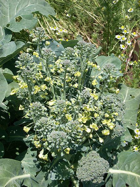 The Full Circle Gardener Plant Of The Week Broccoli
