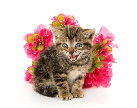 Tabby Kitten And Flowers Stock Photo Image Of Flowers 41766428