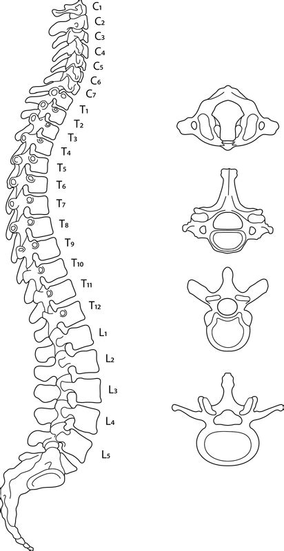 Vertebral Column Anatomy