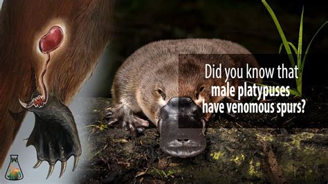Did You Know That Male Platypuses Have Venomous Spurs Youtube