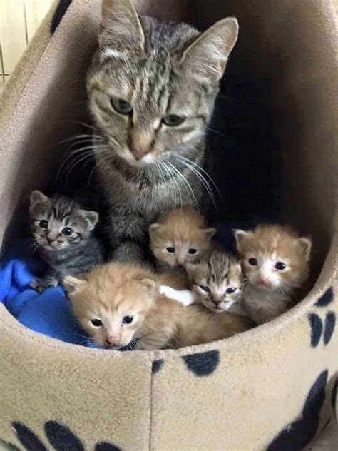 Interested in learning how to foster cats or kittens in your home? That cat looks like the kind of mom that would bake you ...