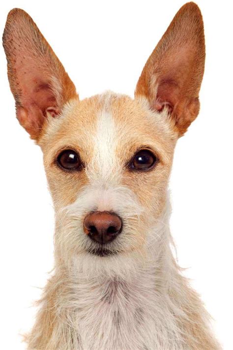 What Dog Breeds Have Pointed Ears