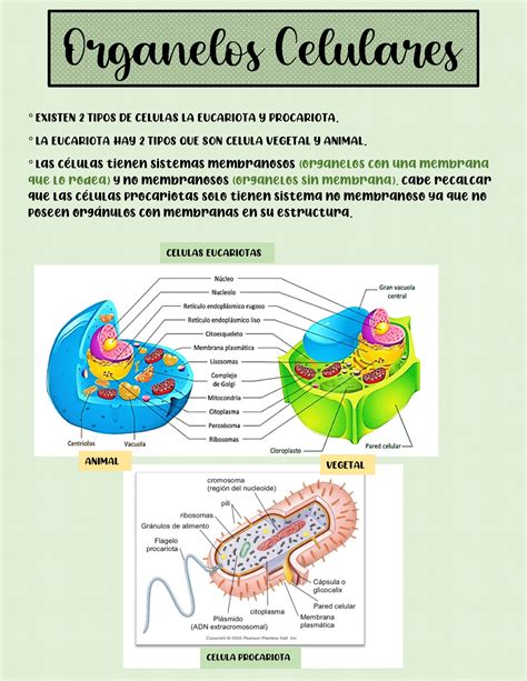 Organelos Celulares Y Sus Funciones Organelos Celulares
