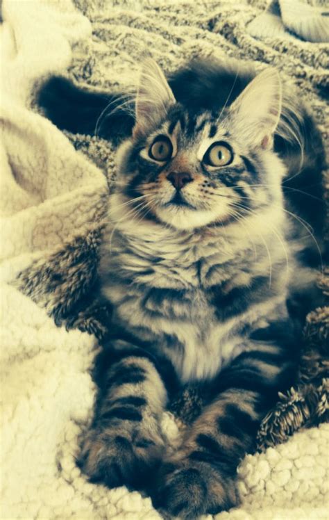 Une jolie image, ce câlin entre un homme et un tigre. Épinglé sur Maine Coon