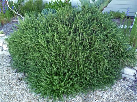 Bush synonyms, bush pronunciation, bush translation, english dictionary definition of bush. Herbs and Spice and Everything Nice - Centex Cooks
