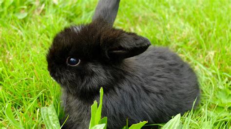 Baby Bunnies For Sale Neighbourly Flagstaff Hamilton