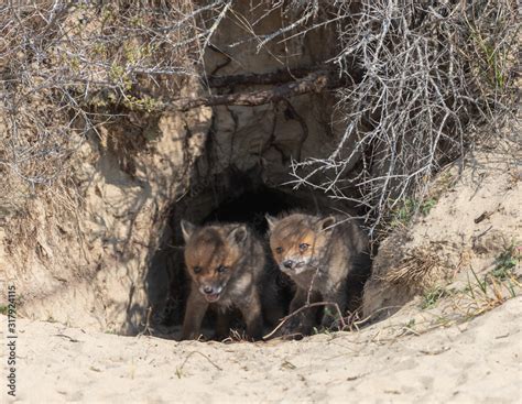 Fox In The Dunes Of The Amsterdam Water Supply Area Vos In De