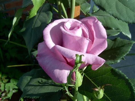 Hybrid Tea Rose Fragrant Plum Hybrid Tea Roses Rose