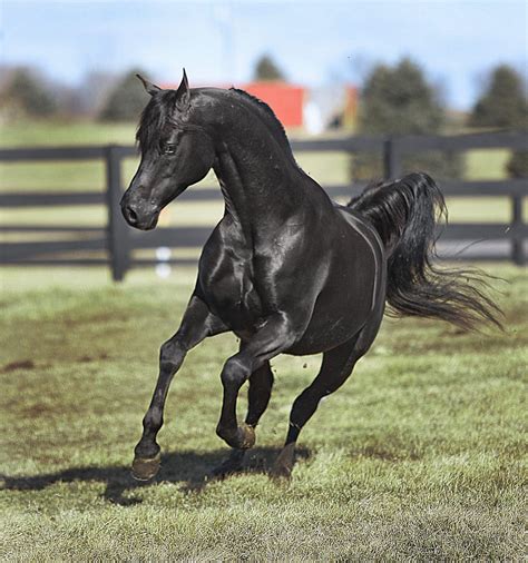Running Black Arabian Stallion Black Horses Beautiful Arabian Horses