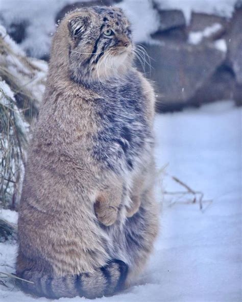 DailyMantle On Twitter This Is The Most Gangsta Manul Ive Ever Seen Wow