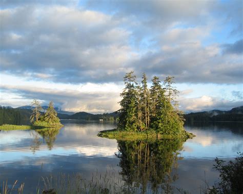 Saving The Ancient Forests Of The Tongass And Their Amazing Wildlife