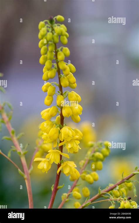 Mahonia Lomariifolia Winter Hi Res Stock Photography And Images Alamy