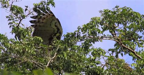 Aguila Arpia What Animals Live In The Amazon Rainforest Redsheds