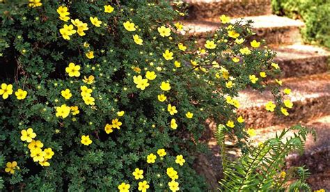 Alastair Junior Zone 9 Yellow Flowering Shrub Choosing Plants For