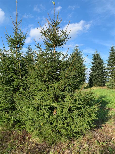 Wenn sie bei uns einen weihnachtsbaum online kaufen, beeinflussen sie gleichzeitig die umwelt zum positiven. Stern bild: Tannenbaum Selber Schlagen Schleswig Holstein