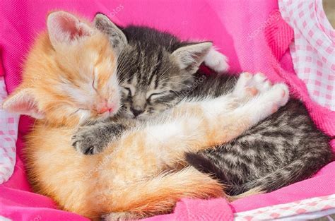 Pictures Of Cats And Kittens Together Cats And Kittens 100 Best Free