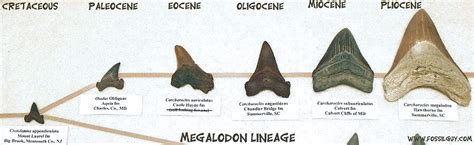 Megalodon Shark Facts And Information Size Teeth