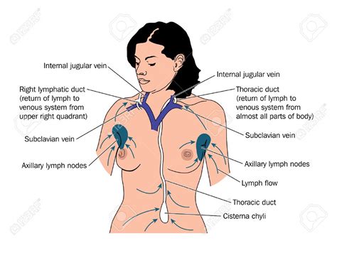 Drawing To Show Lymph Drainage Into The Thoracic Duct And Right