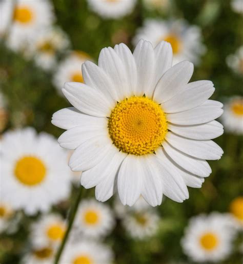 Different Types Of Daisies To Plant In Your Garden This Spring