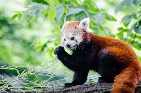 Red Panda Eating Bamboo Full Hd Wallpaper And Background Image