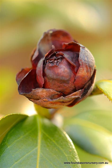In botany, a bud is an undeveloped or embryonic shoot and normally occurs in the axil of a leaf or at the tip of a stem.once formed, a bud may remain for some time in a dormant condition, or it may form a shoot immediately. Four Seasons Nursery: Keep Camellias Blooming - A Guide To ...