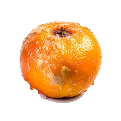 Decomposing Rotten Orange Unhealthy Eating Concept In Spoiled Citrus