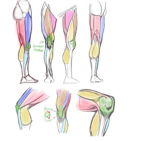 Legs Muscle Human Anatomy Drawing Anatomy Drawing Anatomy Sketches