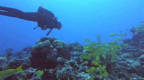 Scuba Dive On Sunday With Professional Divers In Indian Ocean Youtube